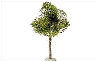 rauri_baum_003.jpg